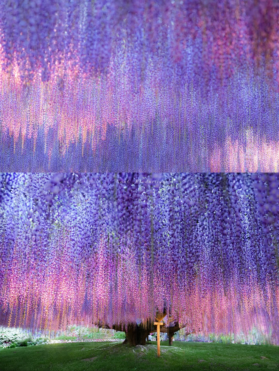 我拍到了世界最美10棵树之一的160岁紫藤💜