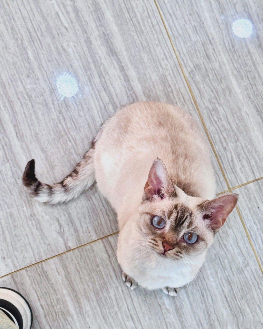 丁禹兮晒饼饼祝猫饼一周年快乐  丁禹兮祝猫饼一周年快乐呀！ 