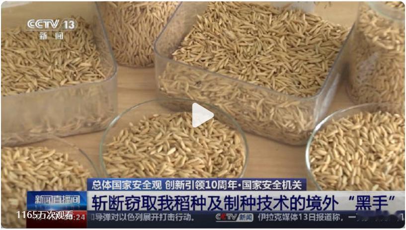 【#间谍窃取我国杂交水稻亲本种子#】亲本种子，一般是第一代用于杂交实验的种子，其