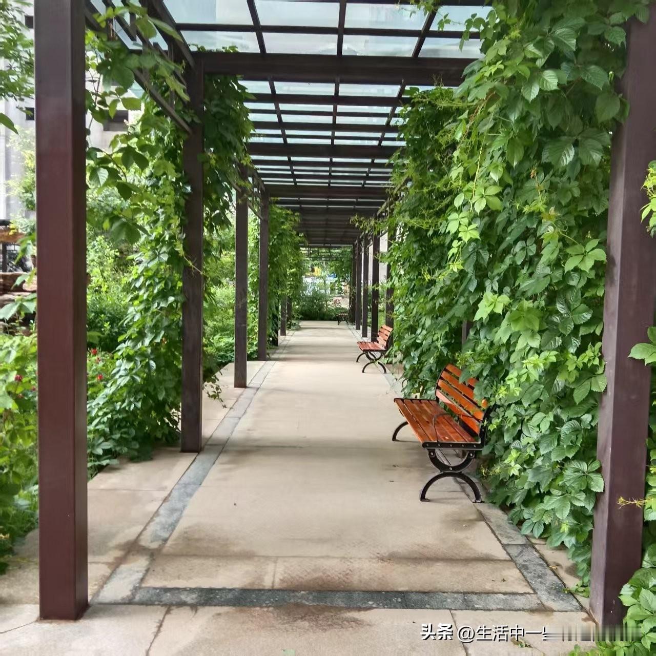 随手拍一张山花野草的照片早晨，又逢雨后，小区的风景是格外的清新呀！花园里的野花 