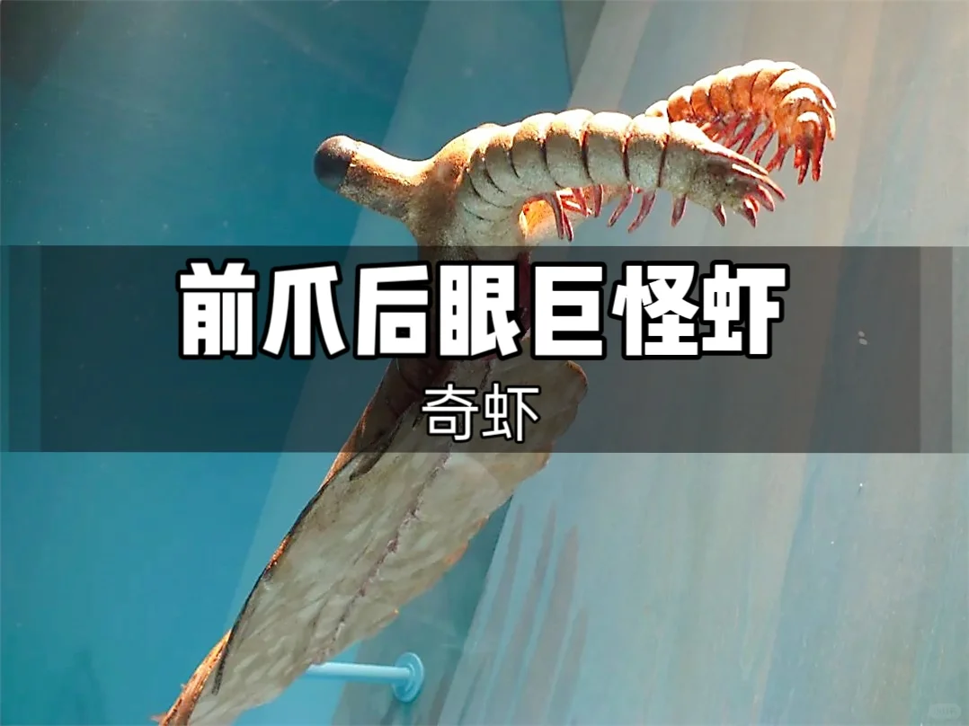 奇虾—前爪后眼巨怪虾