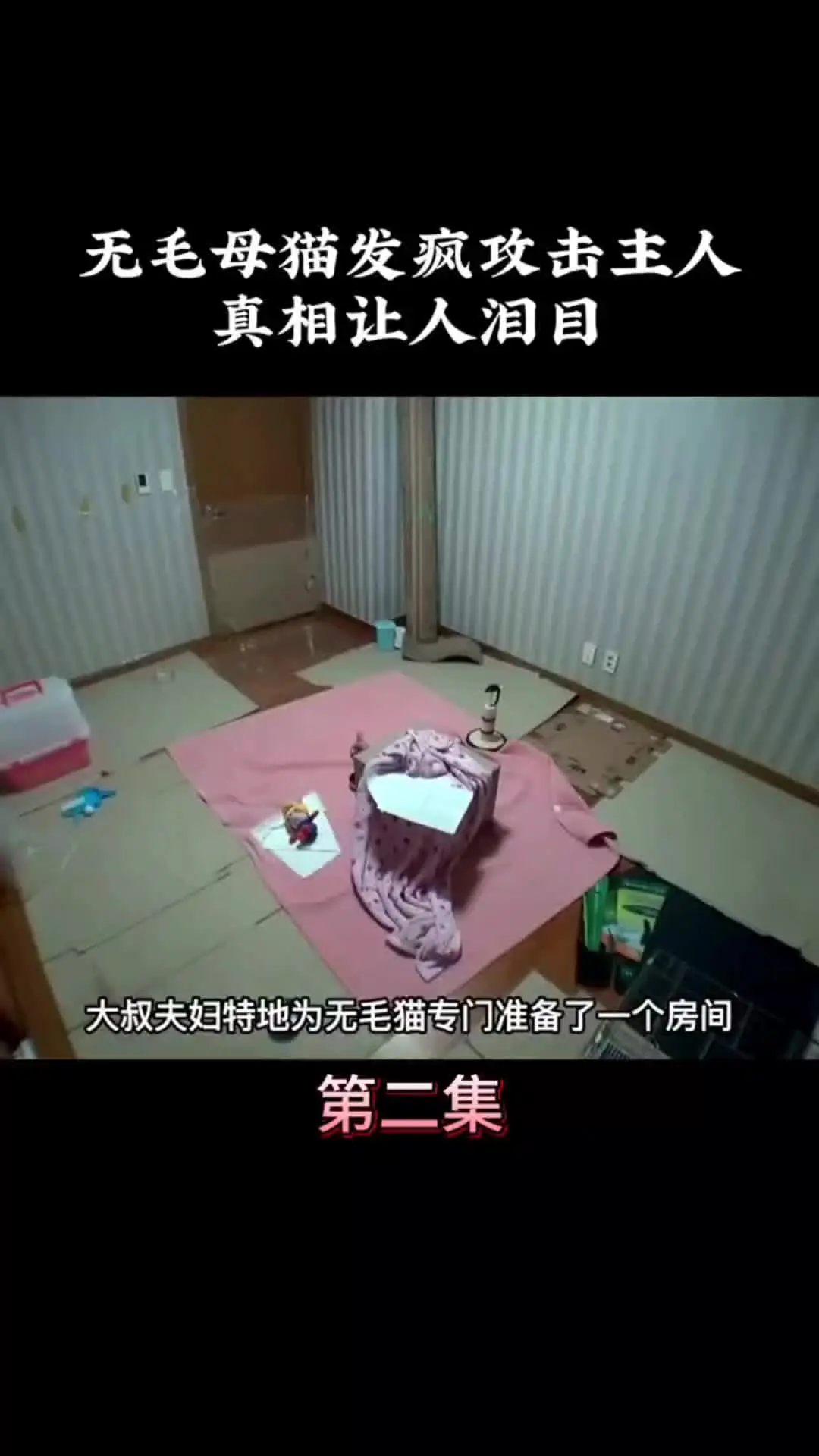 动物的迷惑行为 动物世界 万物皆有灵性