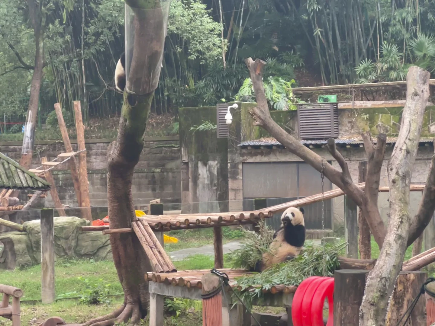 10.18虫洞live！小五直奔树妃，渝爱对我笑耶
