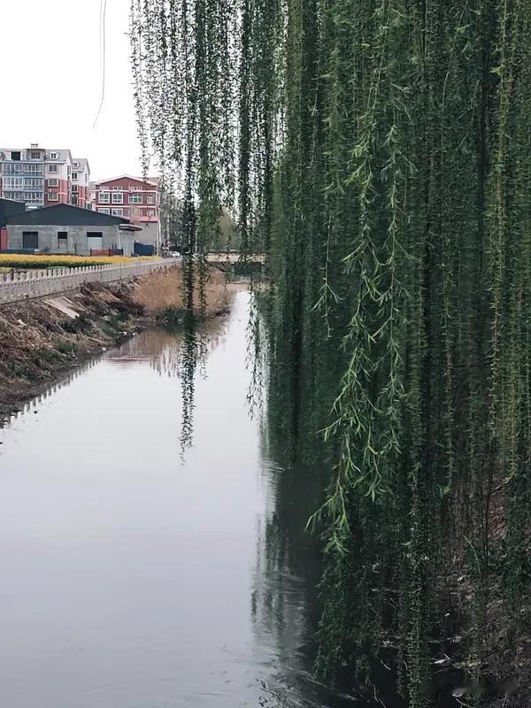 头条创作训练营《春光》乐韵诗心原创诗词:
拂堤杨柳绿如丝，
灼灼夭桃意俏姿。
纵