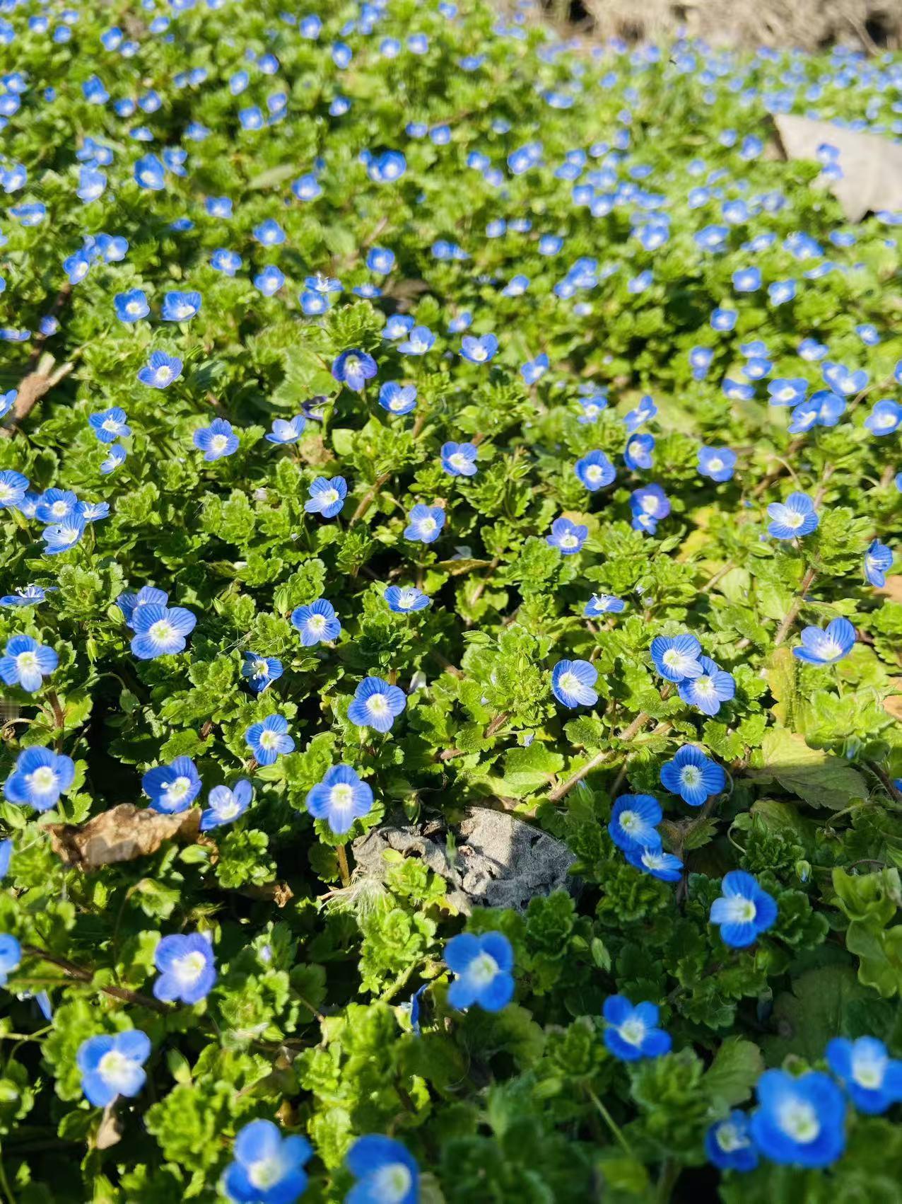 花景照 治愈花朵自拍
