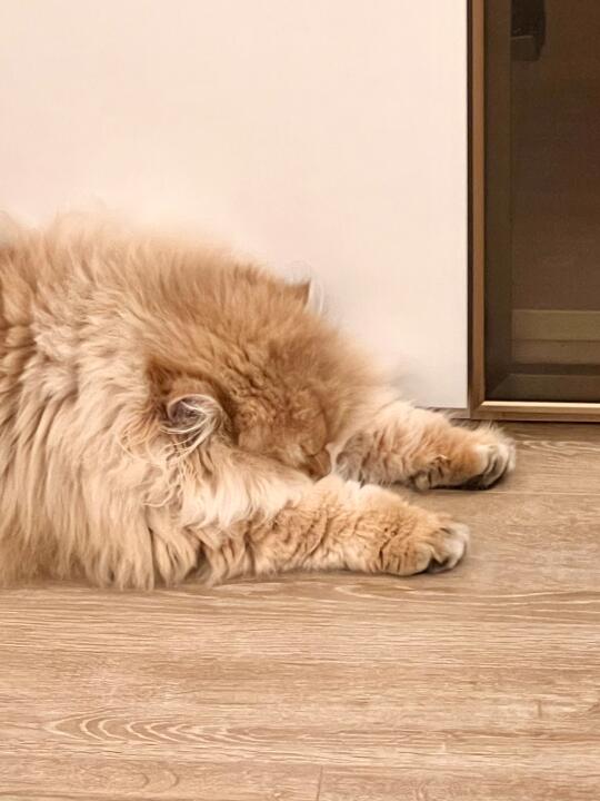 人，最近也跟咪一样有心事吗