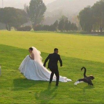 山东济南一对新人拍婚纱照时，突然闯入一只黑天鹅，扑腾着翅膀直冲新娘的白色婚纱。化