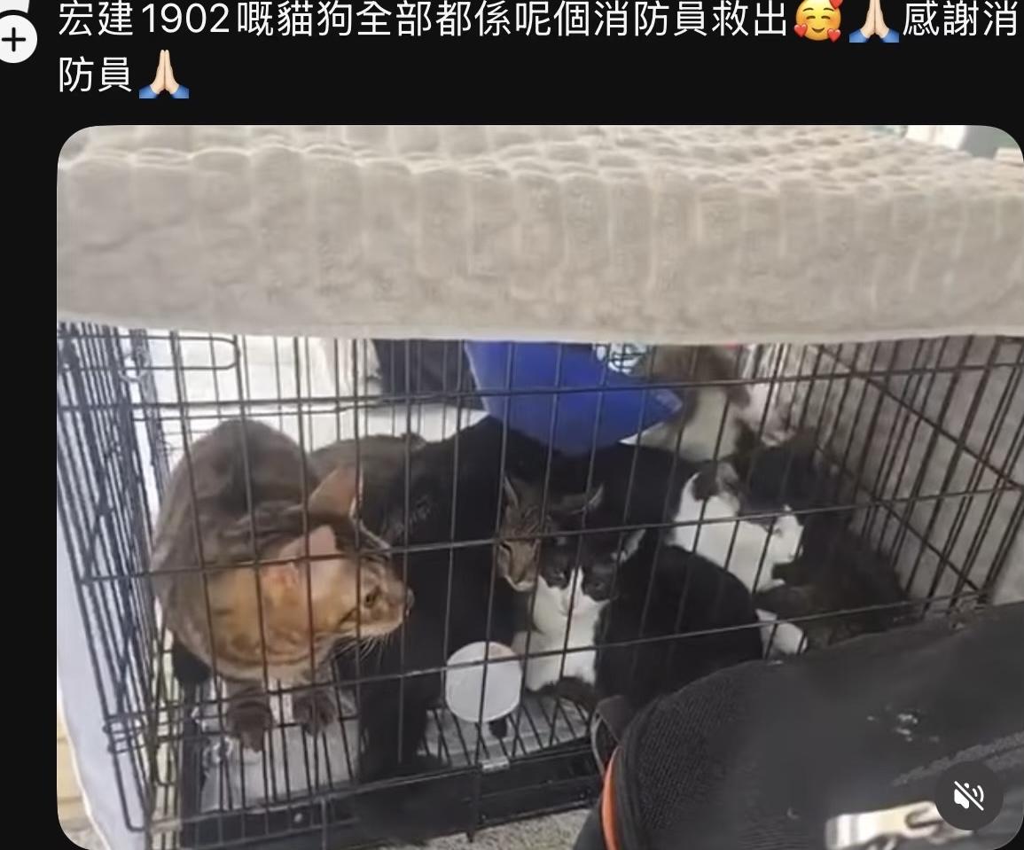 消防人员太不容易了，不仅保障了群众的人身安全，还救助了很多小动物。

在香港的大