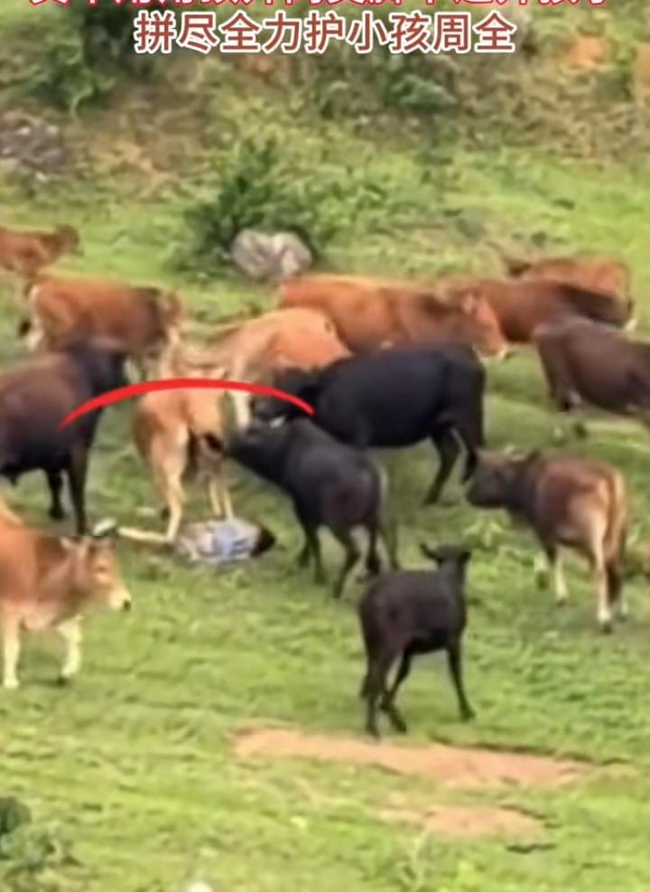 听别人说有些老黄牛是很有灵性的不知道是不是真的，看了那个视频可以笃定的说，真多亏