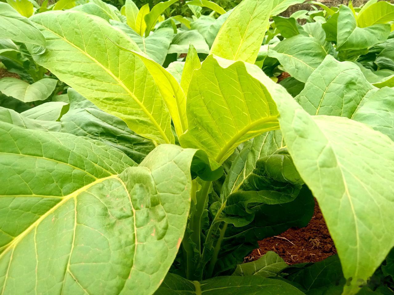 8O年代，种烟烤烟，相当简单。6月份种了烟，7月份浇茅厕水，烟叶大又大，烟株高又