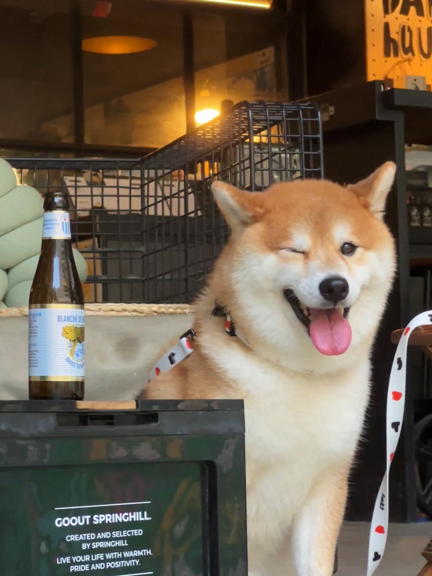 要不要跟我出来哈啤啤🍺。“未成年小狗请勿饮酒🍻”