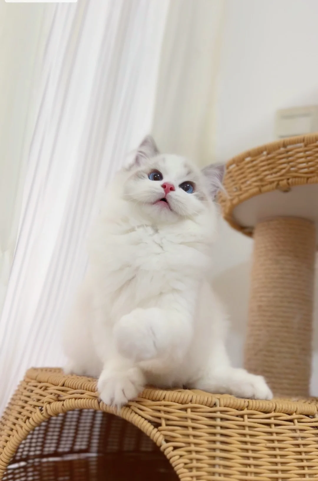怎么会有猫猫自带高级感｜山猫布偶MM