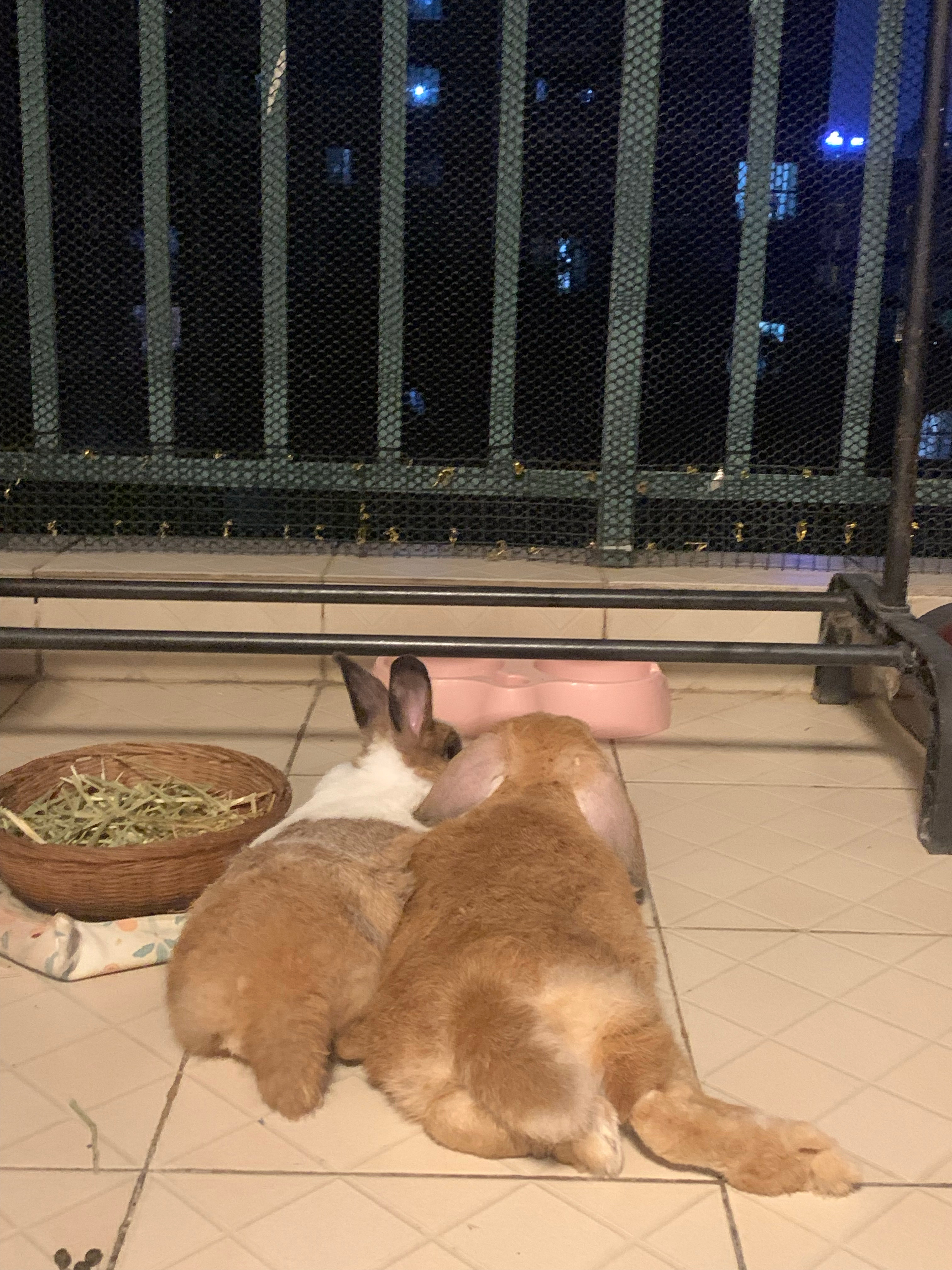 雨夜的浪费留恋于夜幕🏙️雨中一阁 ​​​