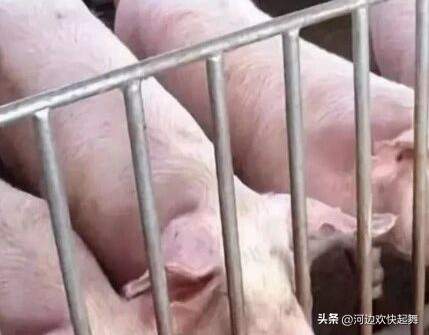 牛肉涨了16周，猪肉还在跌，为什么