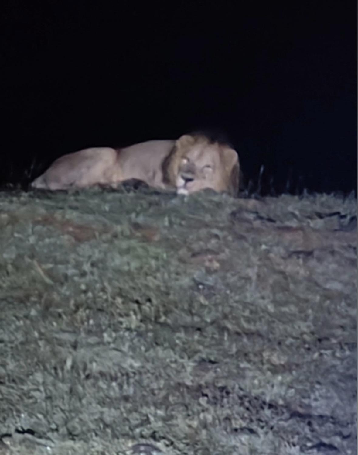 睡觉的雄狮钱德。