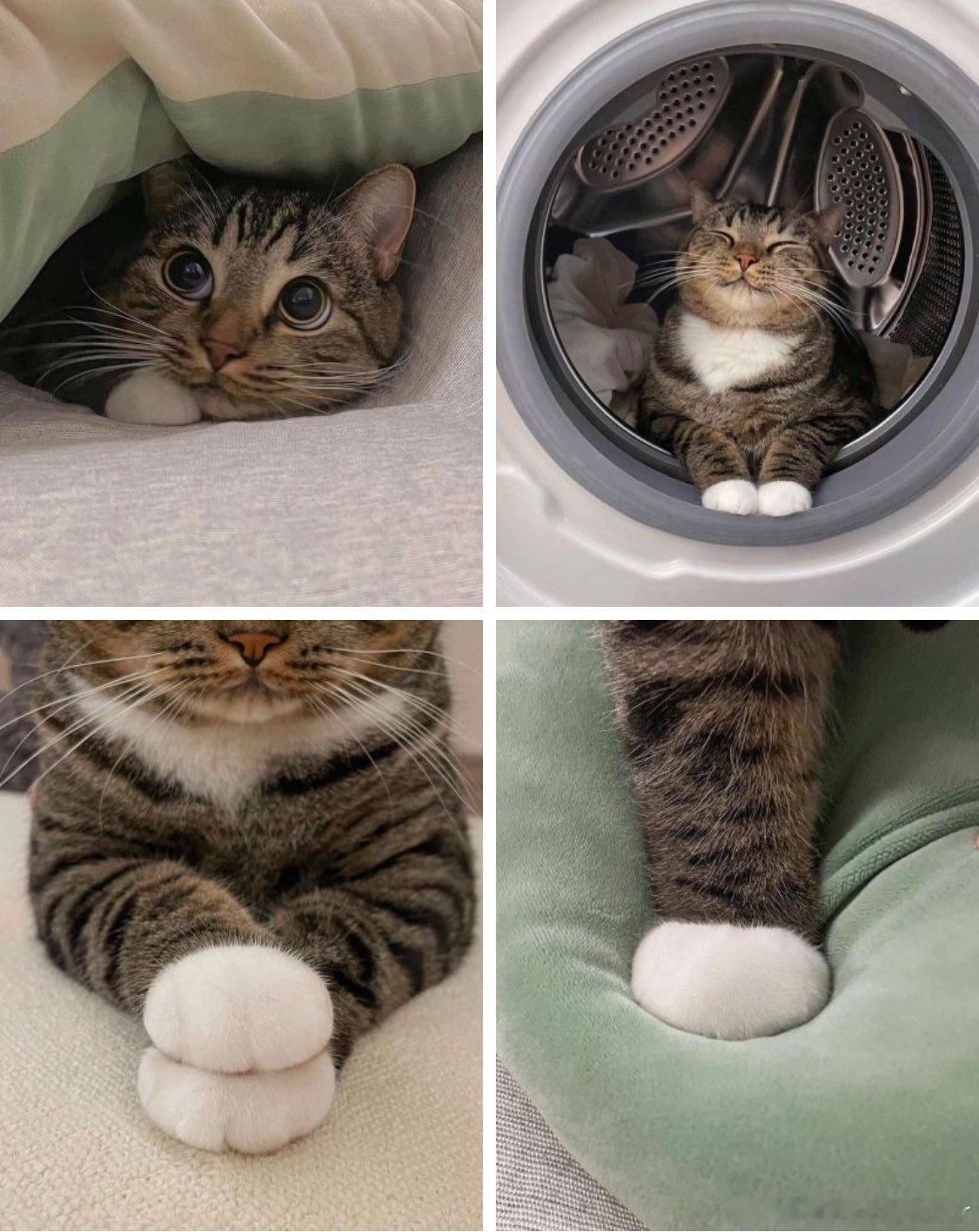 可爱猫猫谁不爱捏[哇] ​​​