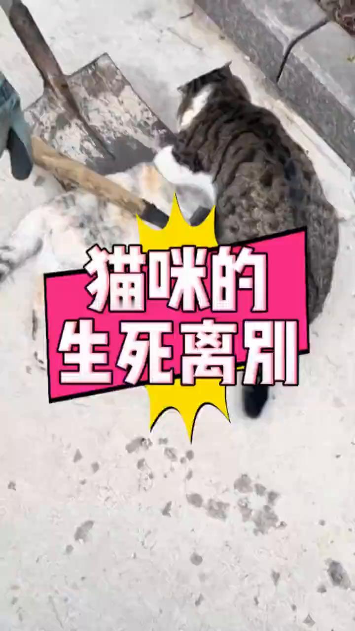 猫咪的生死离别。
眼前这一幕直接看哭无数网友，无论博主怎么驱赶，猫咪都死死的抱住