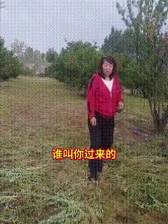 哎，青岛又上分了。
5月11日，青岛两名女子开着车，跑到乡下果园偷樱桃，摘了满满