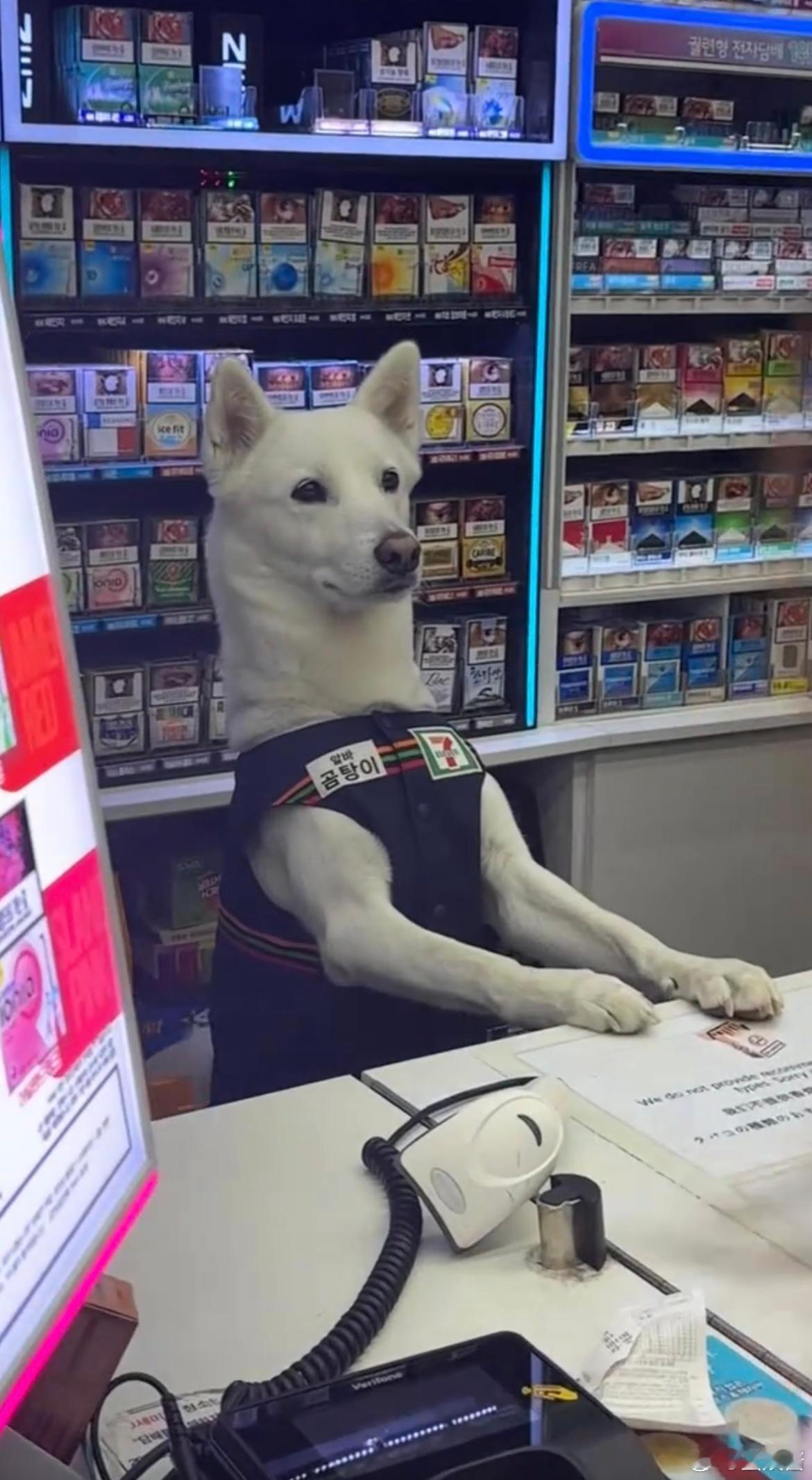在便利店当店员的小狗 
