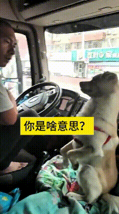 这段视频我反反复复看了好几遍，实在有意思得不行。小狗坐在货车副驾上，一直抬爪子擦
