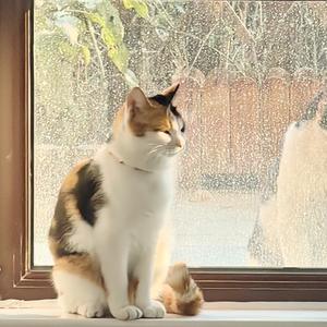 戴着金箍的秋田猫