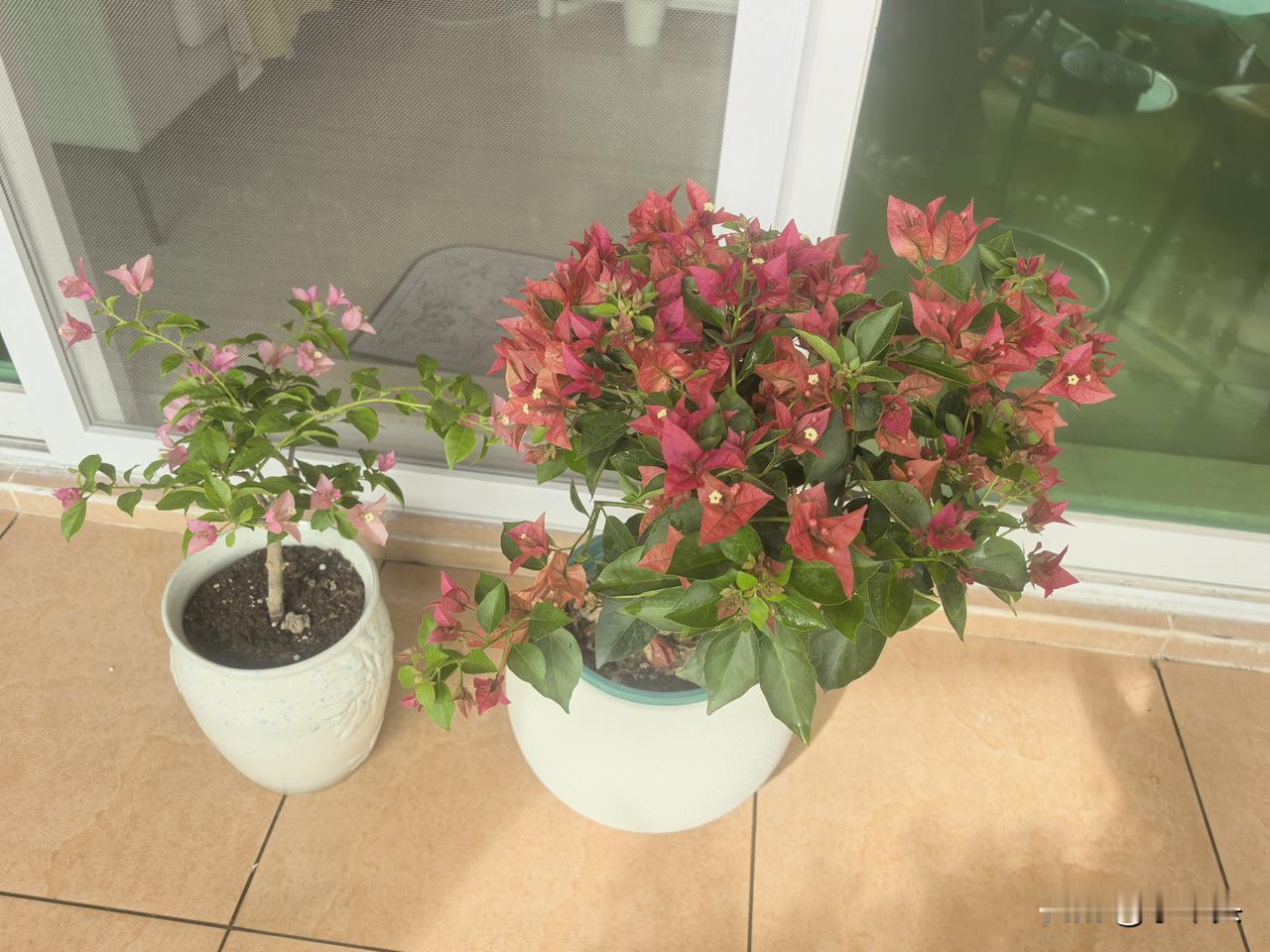 三角梅队伍又新添了两成员——佩得罗、橙色金龙鱼

图3，佩得罗。
这复古色调像加