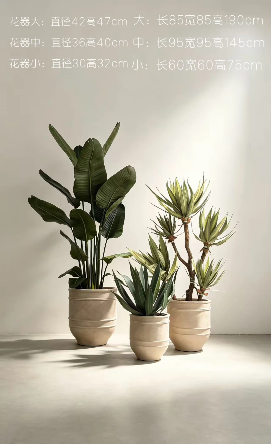 沙生植物组合来了