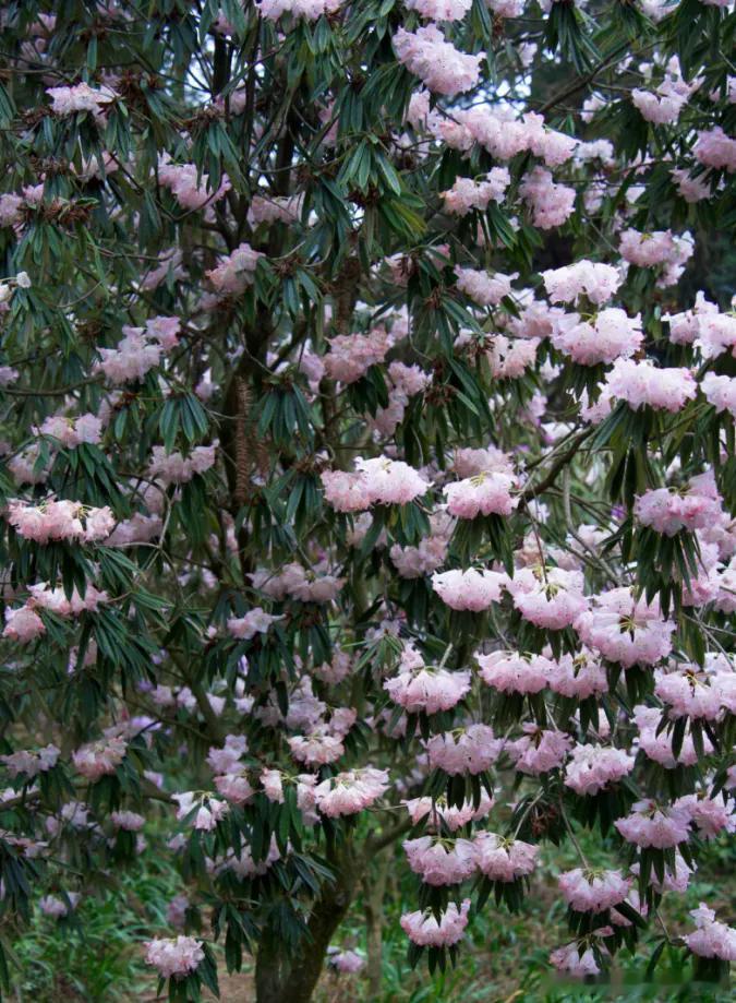 四月的广元，是杜鹃的天下！从盐井河峡谷到曾家山草甸，这条大环线的杜鹃开得也太疯了