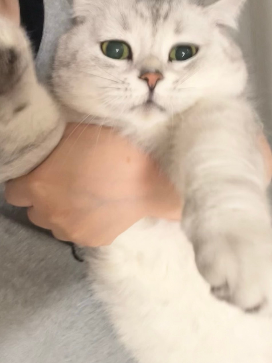 逮捕！👮🏻#喵趣横生# ​​​