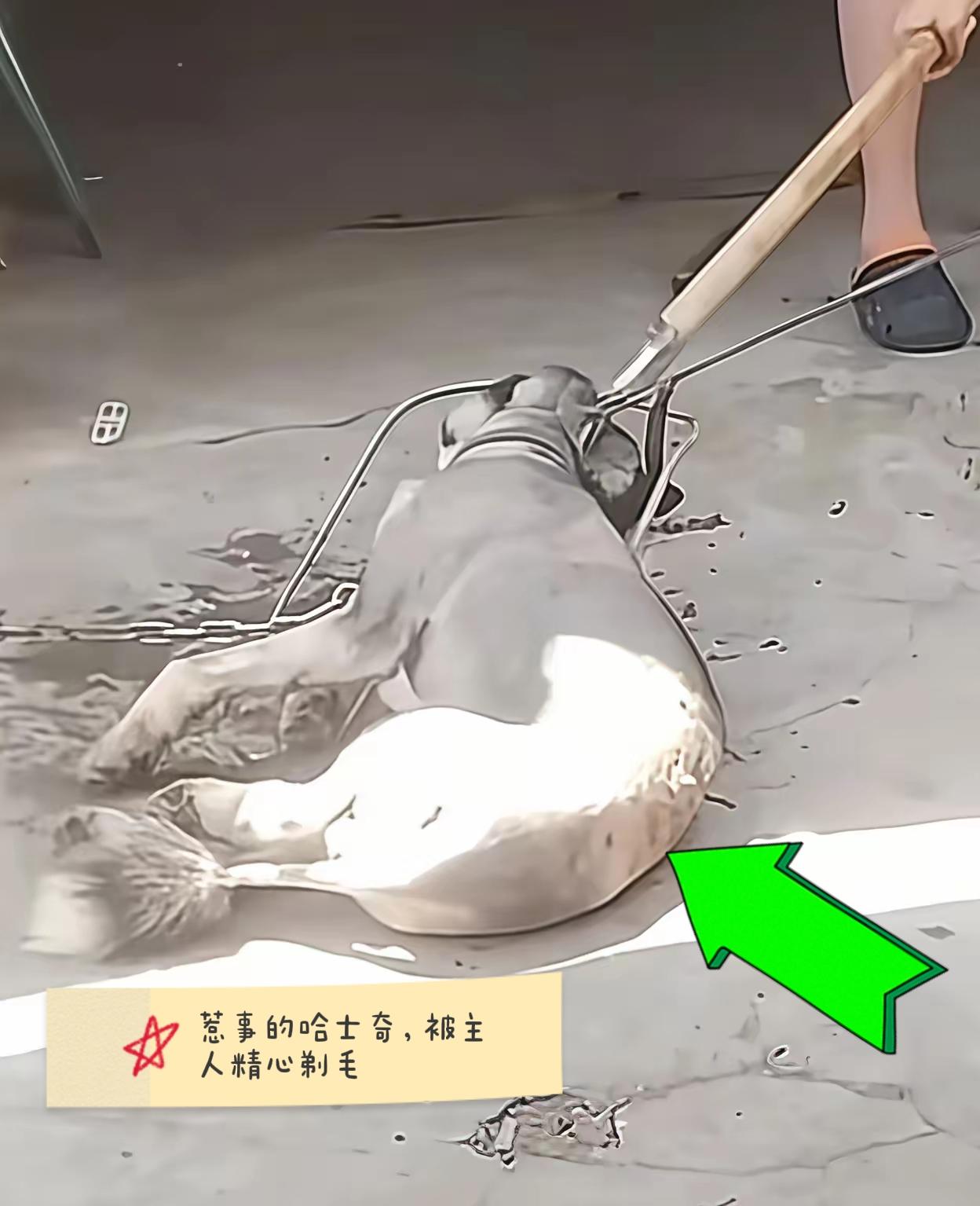 狠狠打脸“我家的狗不咬人”：江苏徐州陈女士养大狗好几年，这狗非常温驯。结果它确实