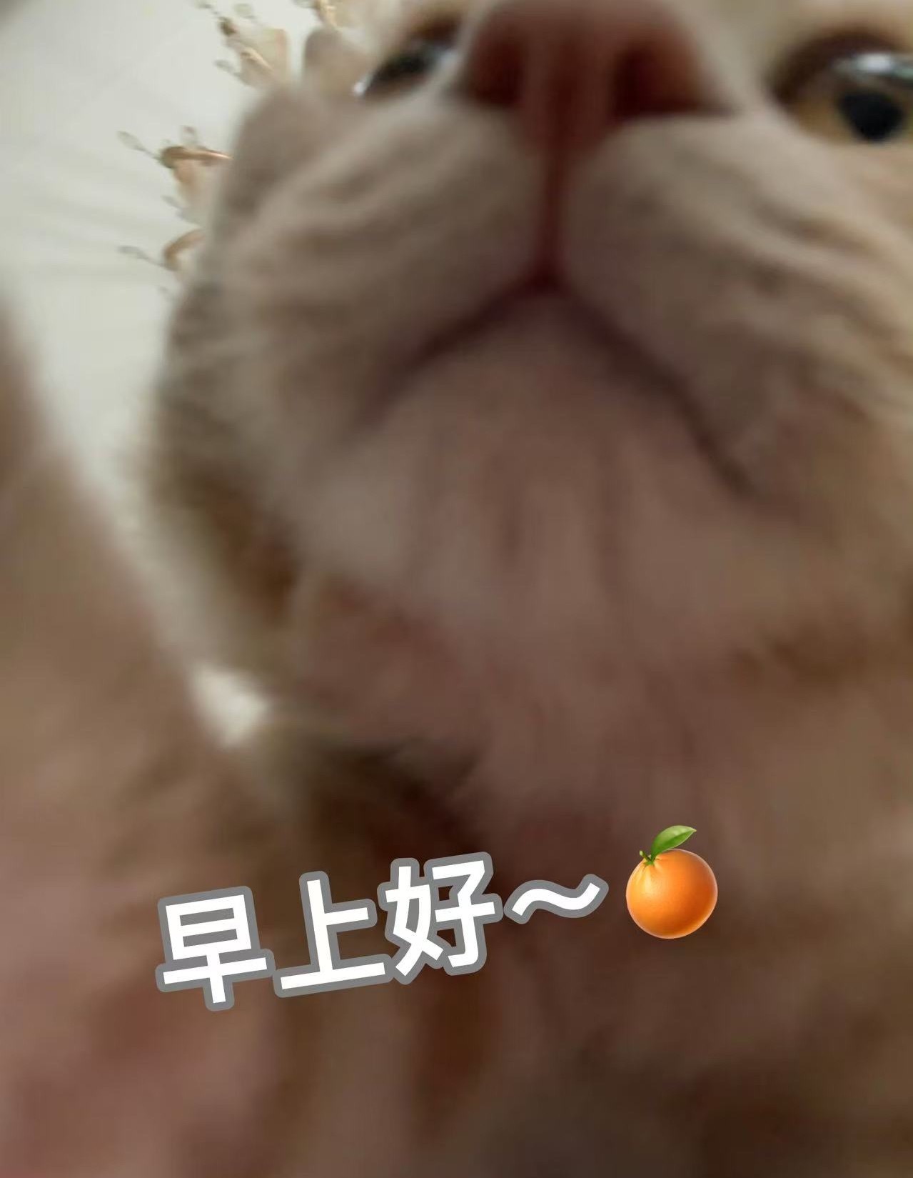 [喵喵]：早上好家人们～[偷笑][偷笑]橘子来了早安 ​​​