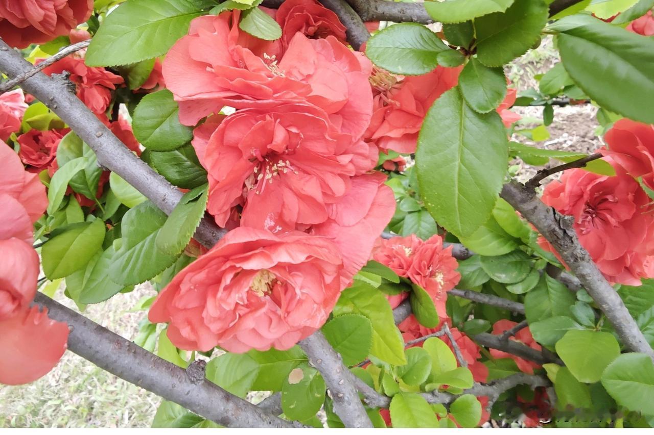 四月真是个繁花似锦的季节，贴根海棠都开啦。那贴根海棠的花朵娇艳欲滴，像一个个小灯