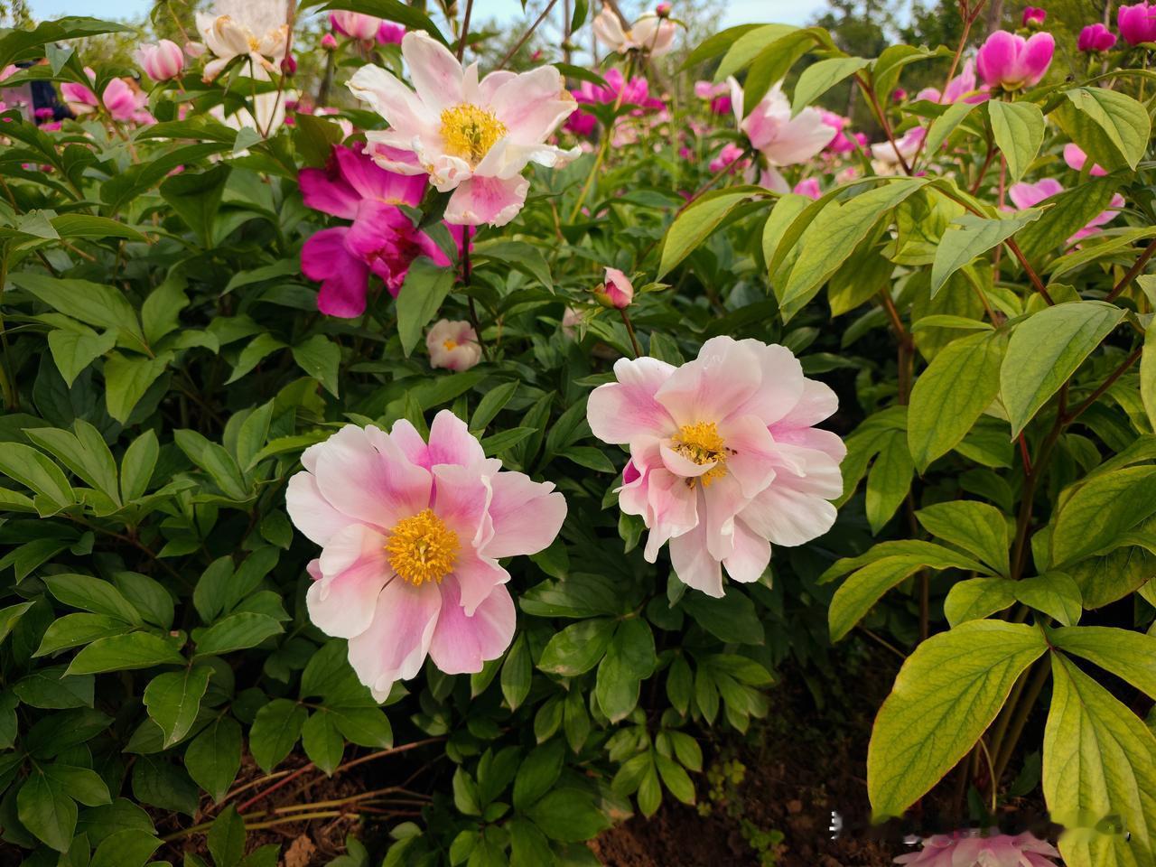 相册里的花花草草