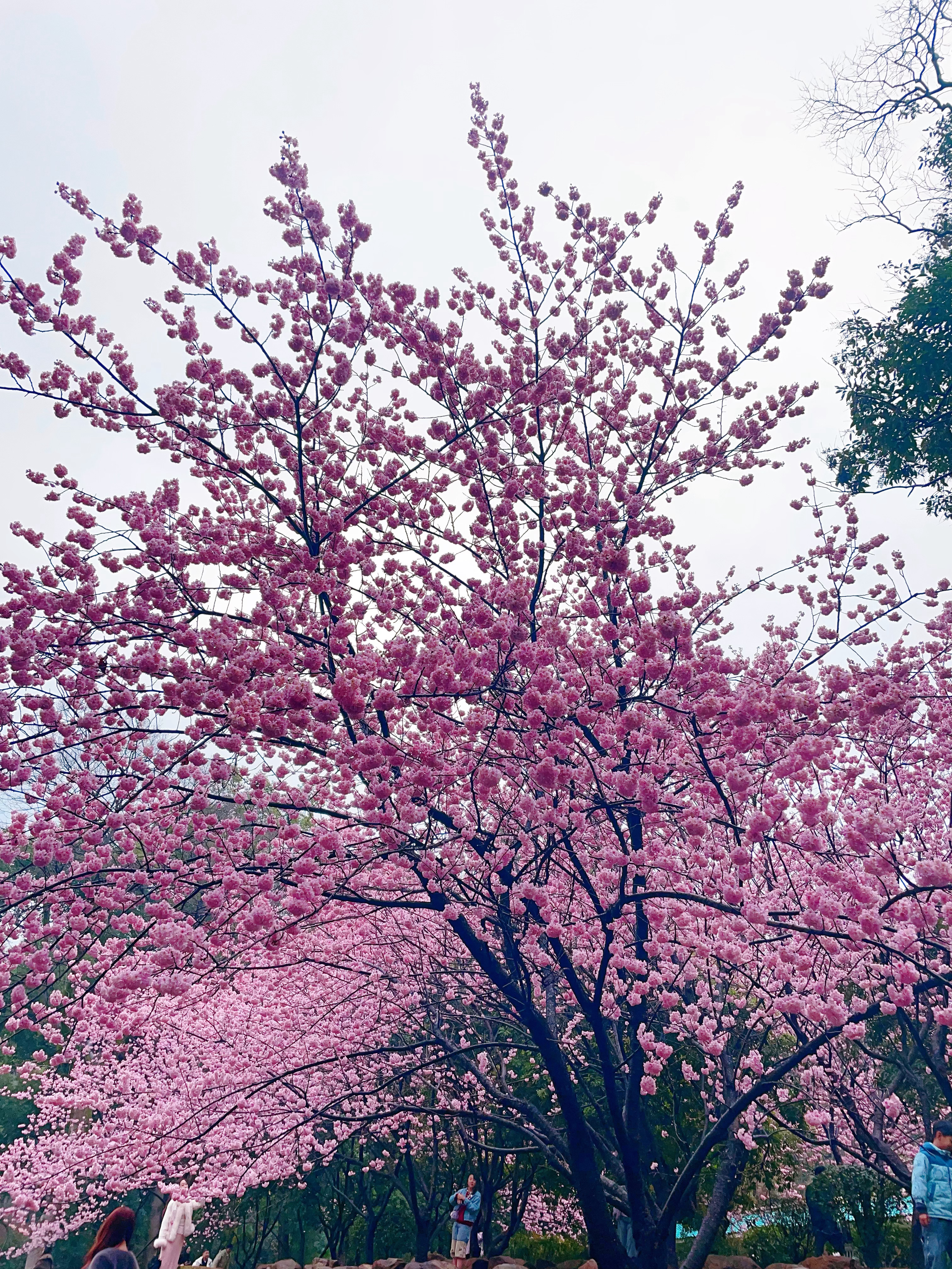 二十年江城岁月，终与武大樱花相逢，粉云缀满枝头，春风拂面，这一刻，所有等待都值得
