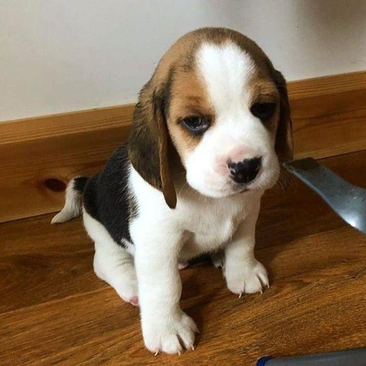 会养一些电子比格：） 