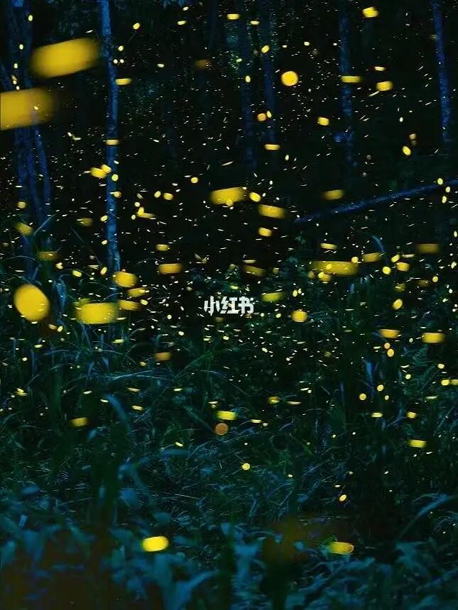 西双版纳植物园夜游萤火虫｜打开雨林奇妙夜