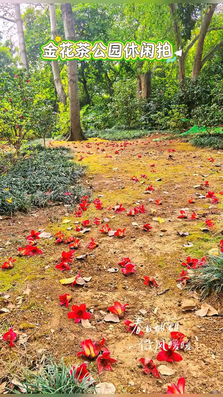 金花茶公园休闲拍。
春日甜甜，微风暖暖。风伞作品。