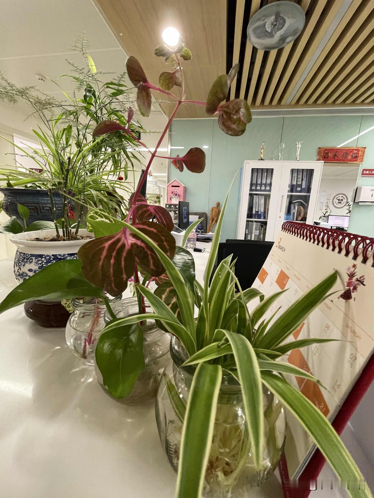 诊室的灯光下，吊兰垂着新叶，红茎的小花在玻璃瓶里静静生长。
几盆不起眼的普普通通