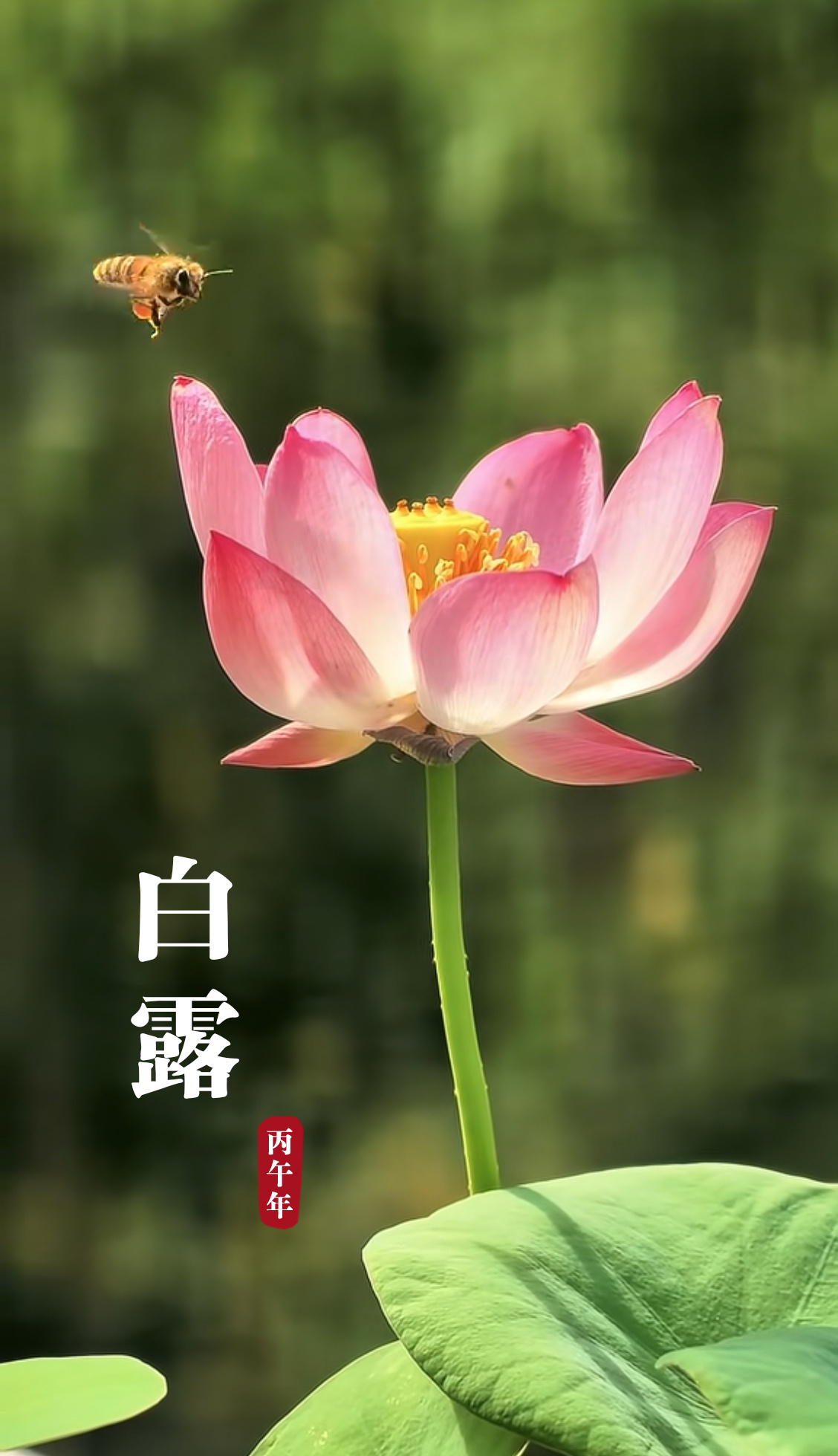 文化中国行白露节气仲秋伊始，风起秋凉，露华亲润大地，秋色泛成涟漪，遥望远，稻花飘