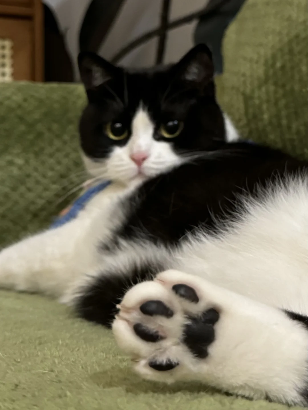 人、允许你捏捏jio