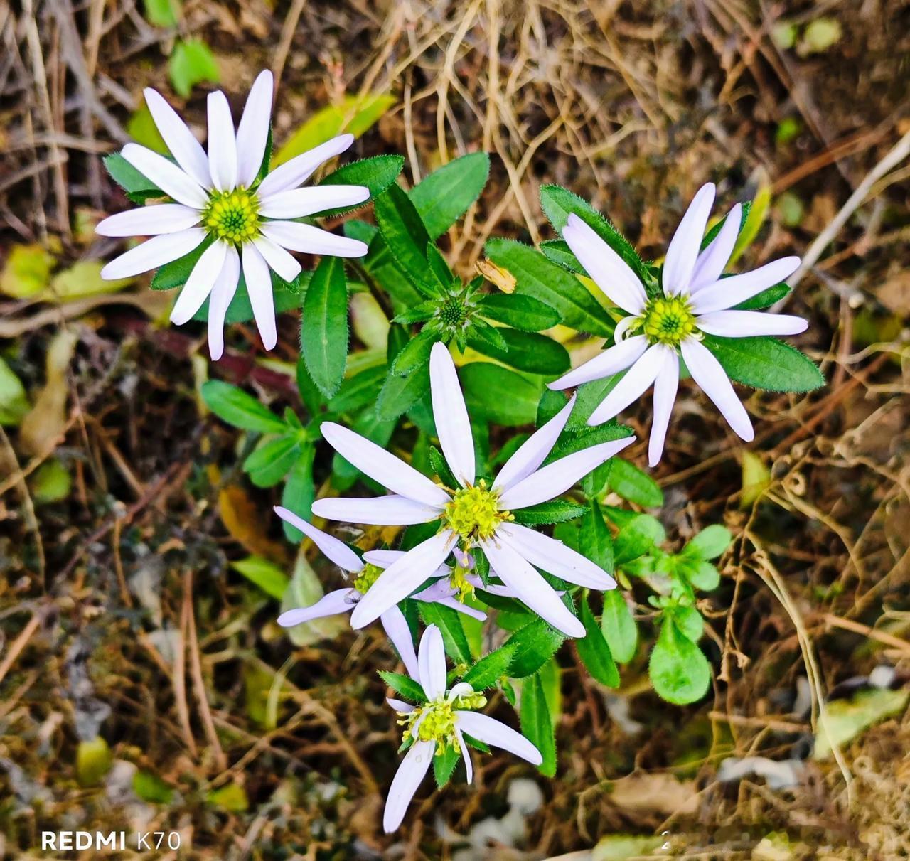一株秋后的狗娃花