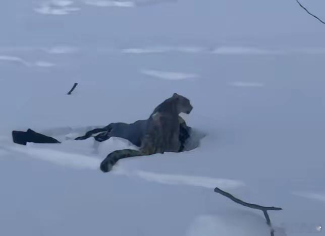 新疆富蕴县可可托海镇塔拉特村区域，一只2岁左右的亚成体雪豹闯入牧民羊圈咬死35只