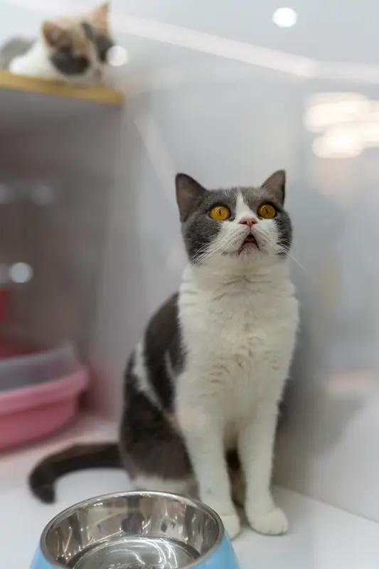 猫咪特别怕热是有原因的。猫咪身上基本没有汗腺，皮肤体表散热能力差，大部分汗腺集中