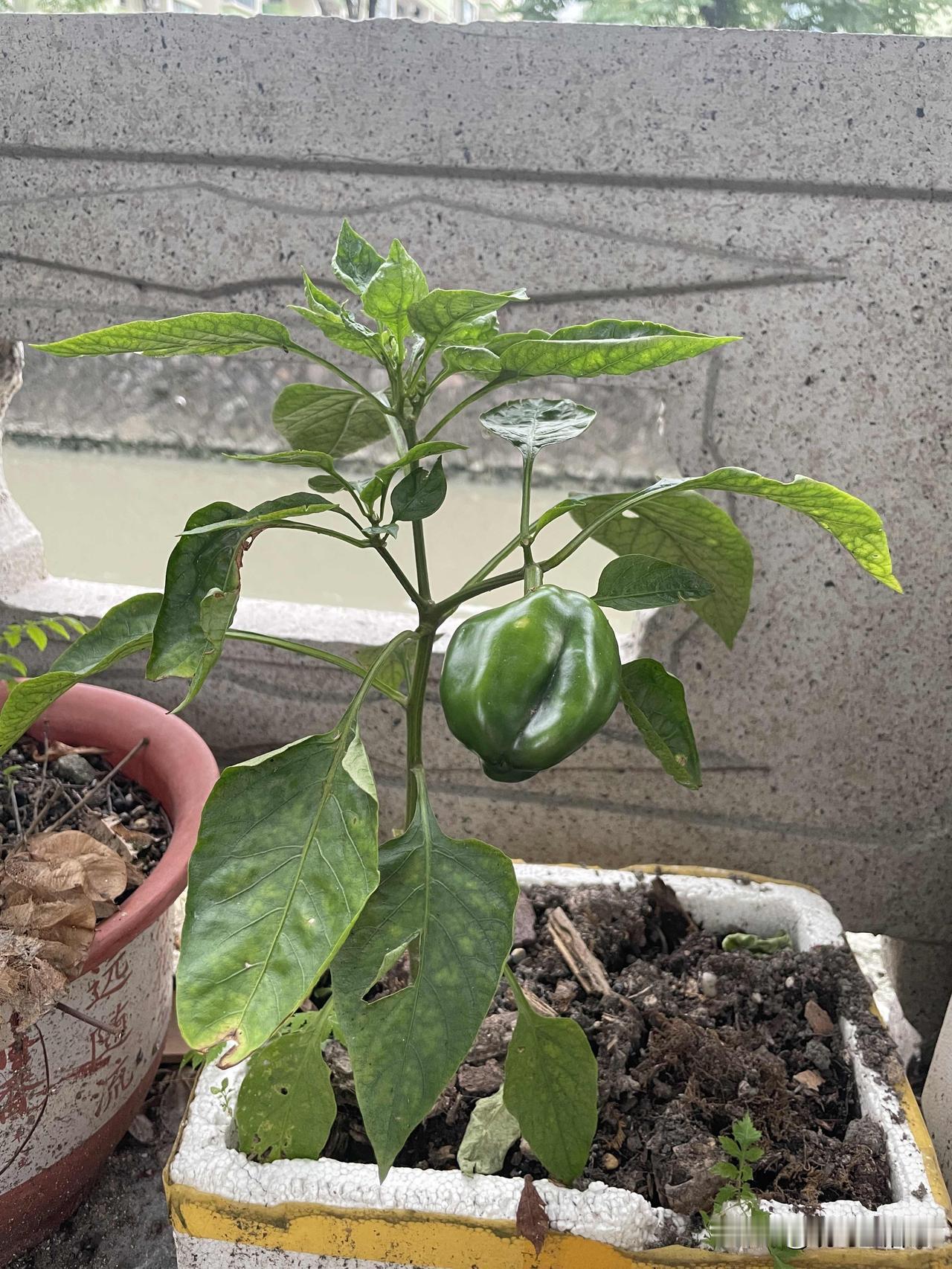网上买的种子自己种的，为啥没有商家说的能接辣椒啊[捂脸]