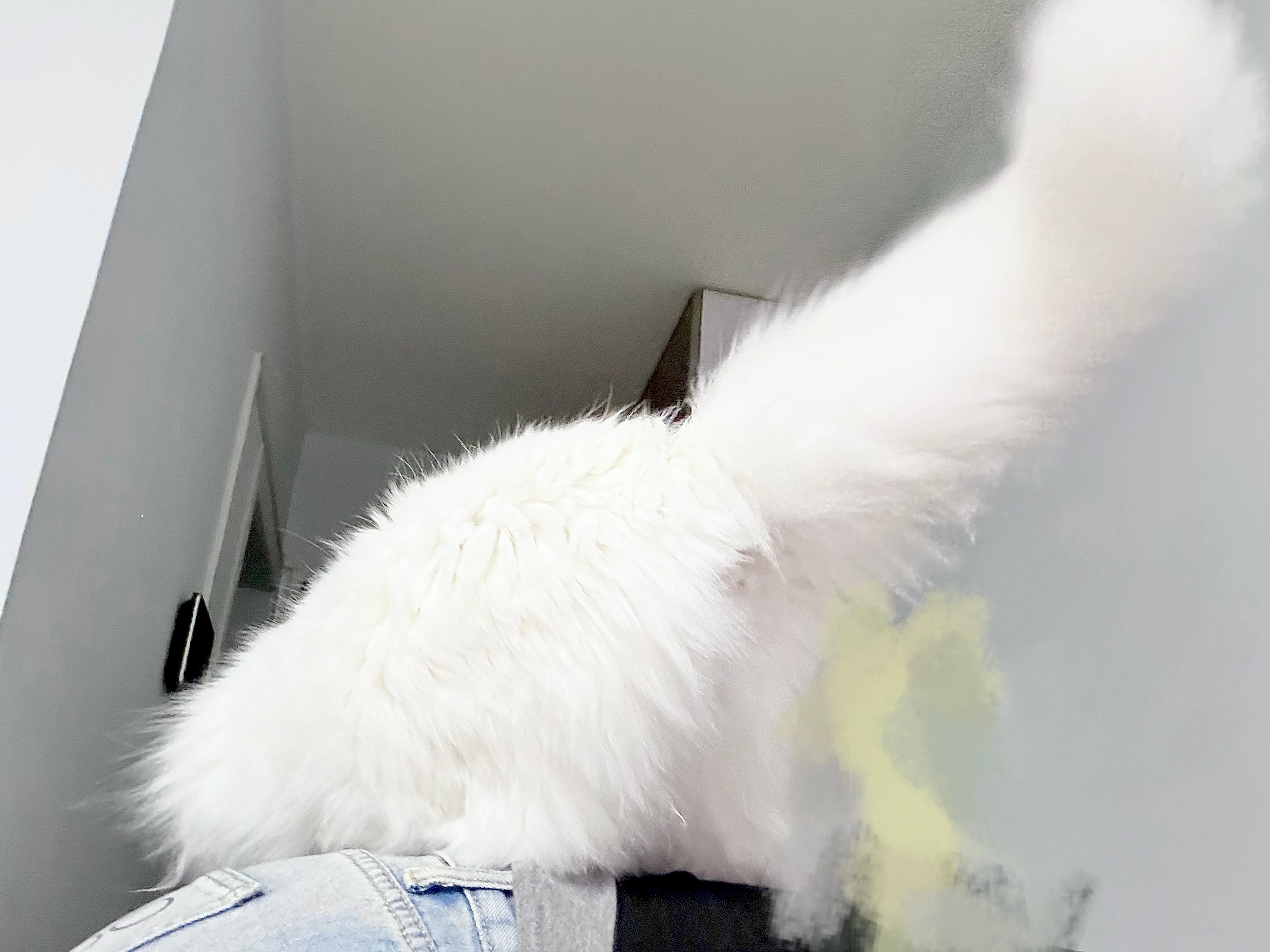 题目《母亲的背是一座山，扛起了小猫的大卡车》 
