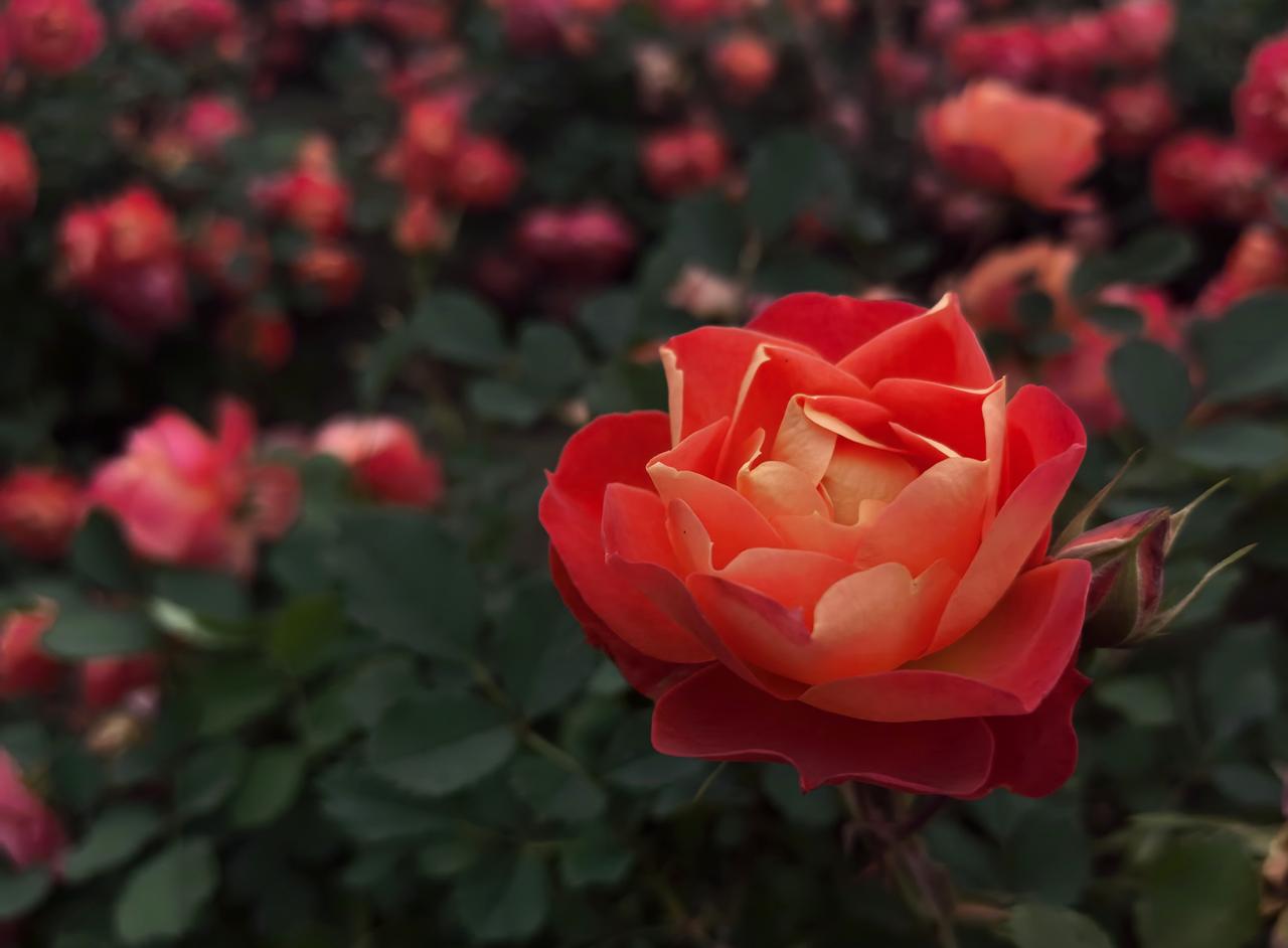 花红如火