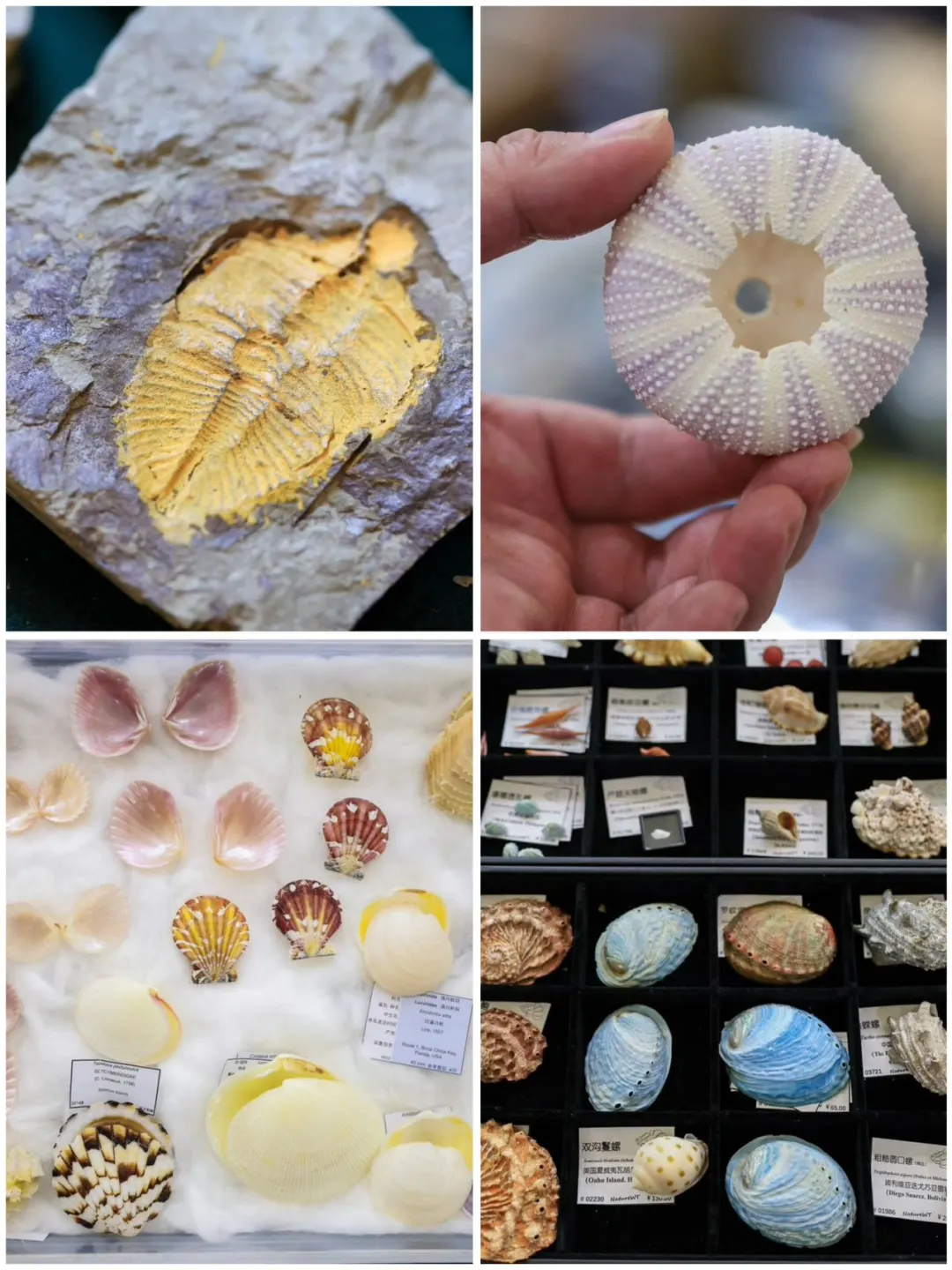 五一别挤景点了，这个宝藏贝壳展太适合遛娃