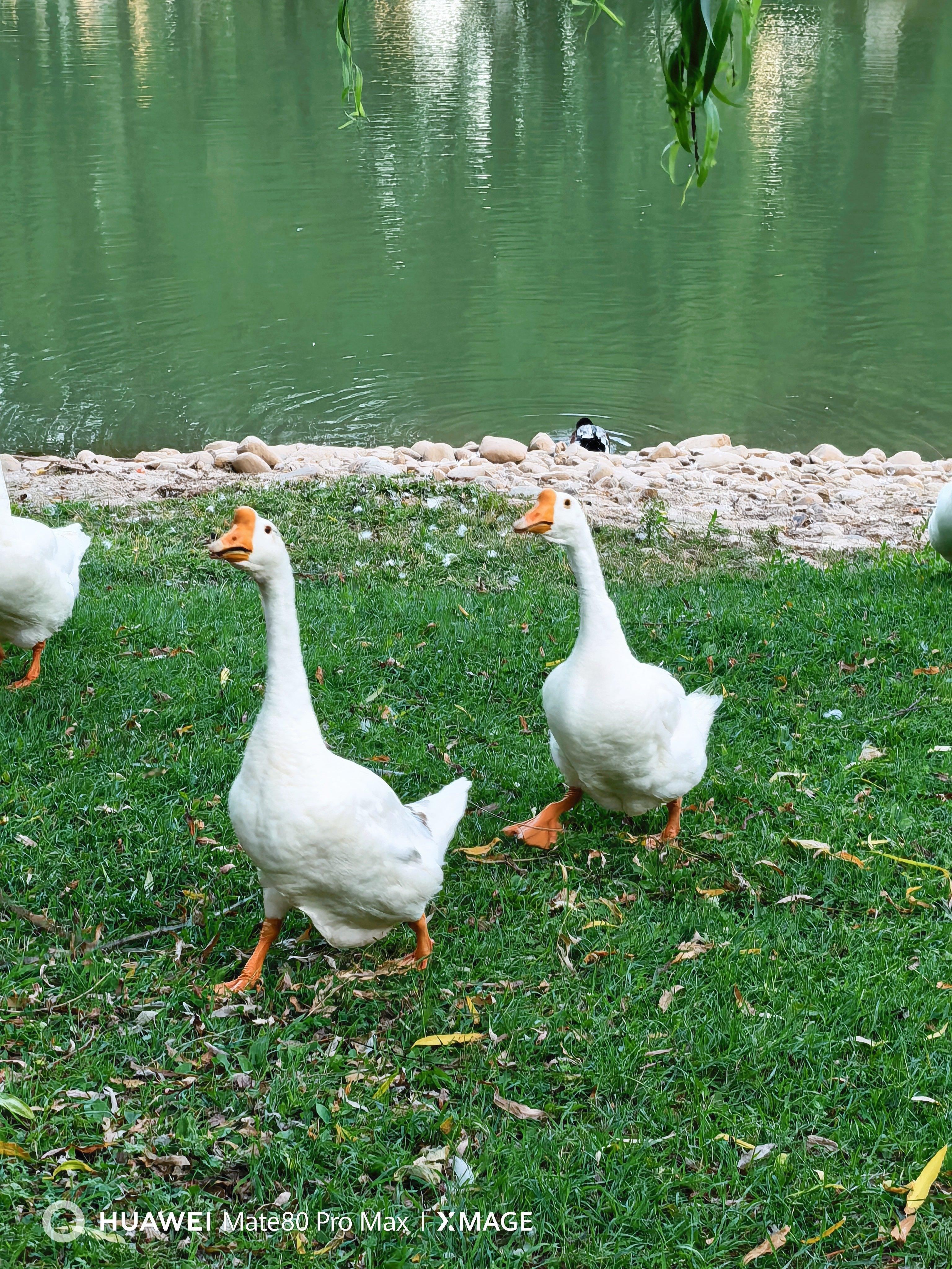 水边草地上大白鹅🌿🦢 ​​​