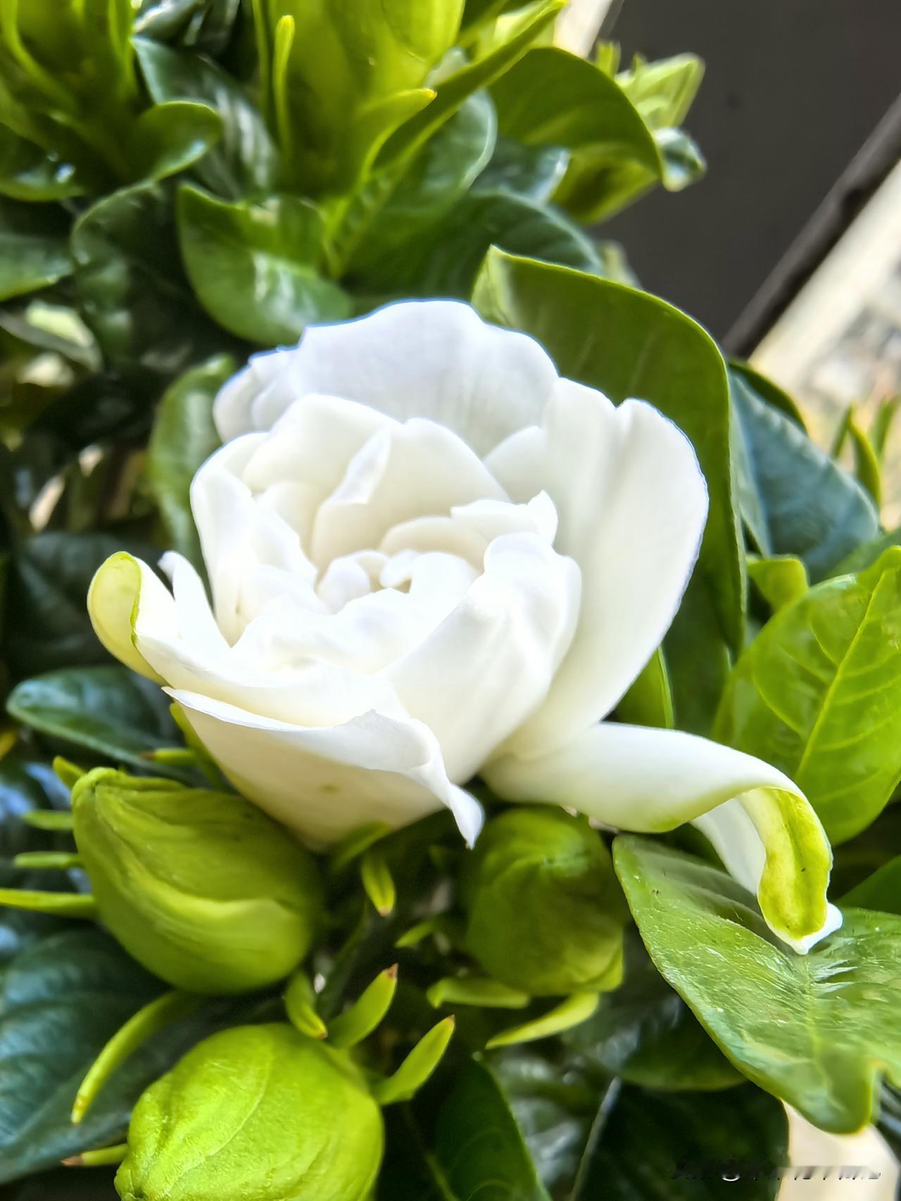 栀子花
白花绽放韵姿娇
清新脱俗意逍遥
花语含情寓意妙
心旷神怡自妖娆

随手拍