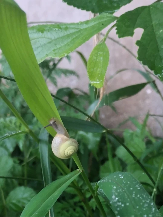 夏天雨水多，养花人一定要警惕它！